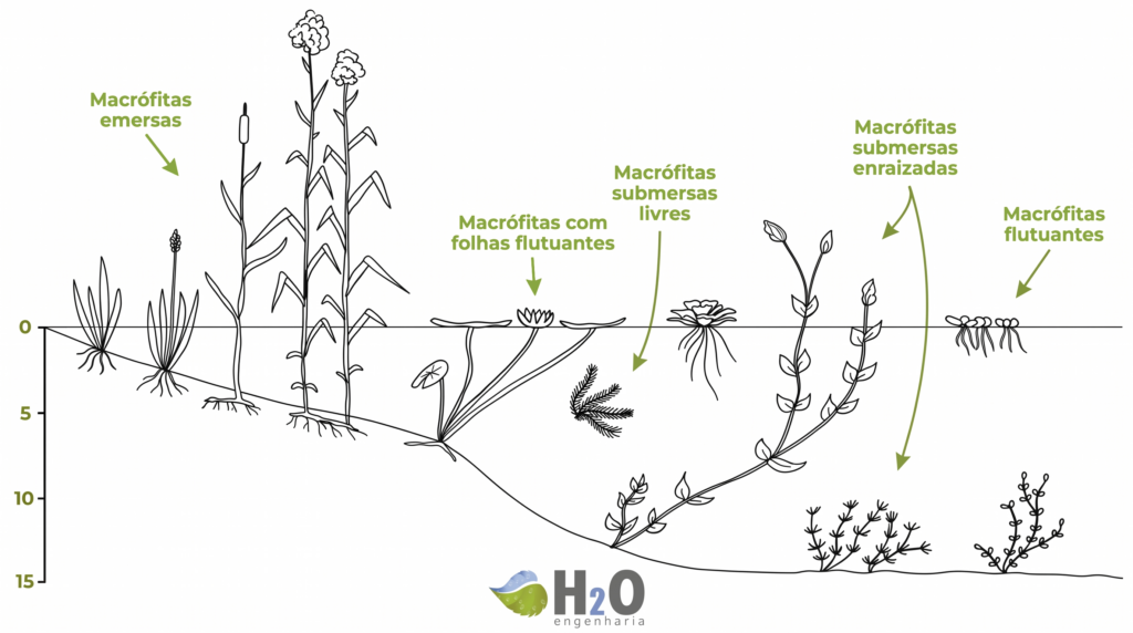 figura 1 tipos de macrófitas que podem ser utilizadas em wetlands construídas.