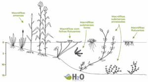 figura 1 tipos de macrófitas que podem ser utilizadas em wetlands construídas.